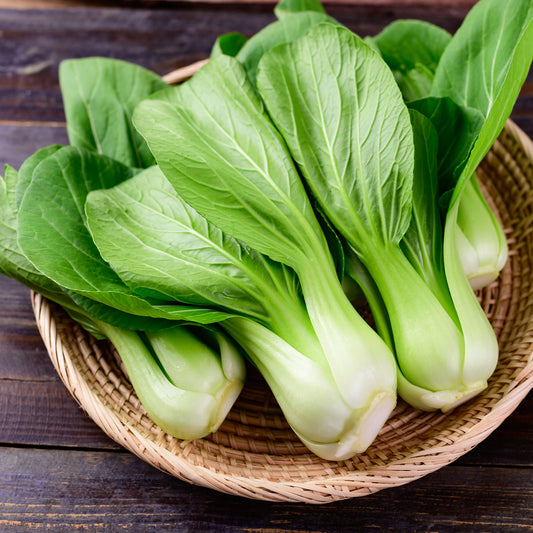 Pak Choi ‘Green Fortune’ F1 - Bakker