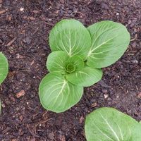 Pak Choi ‘Green Fortune’ F1 - Brassica campestris chinensis green fortune - Bakker
