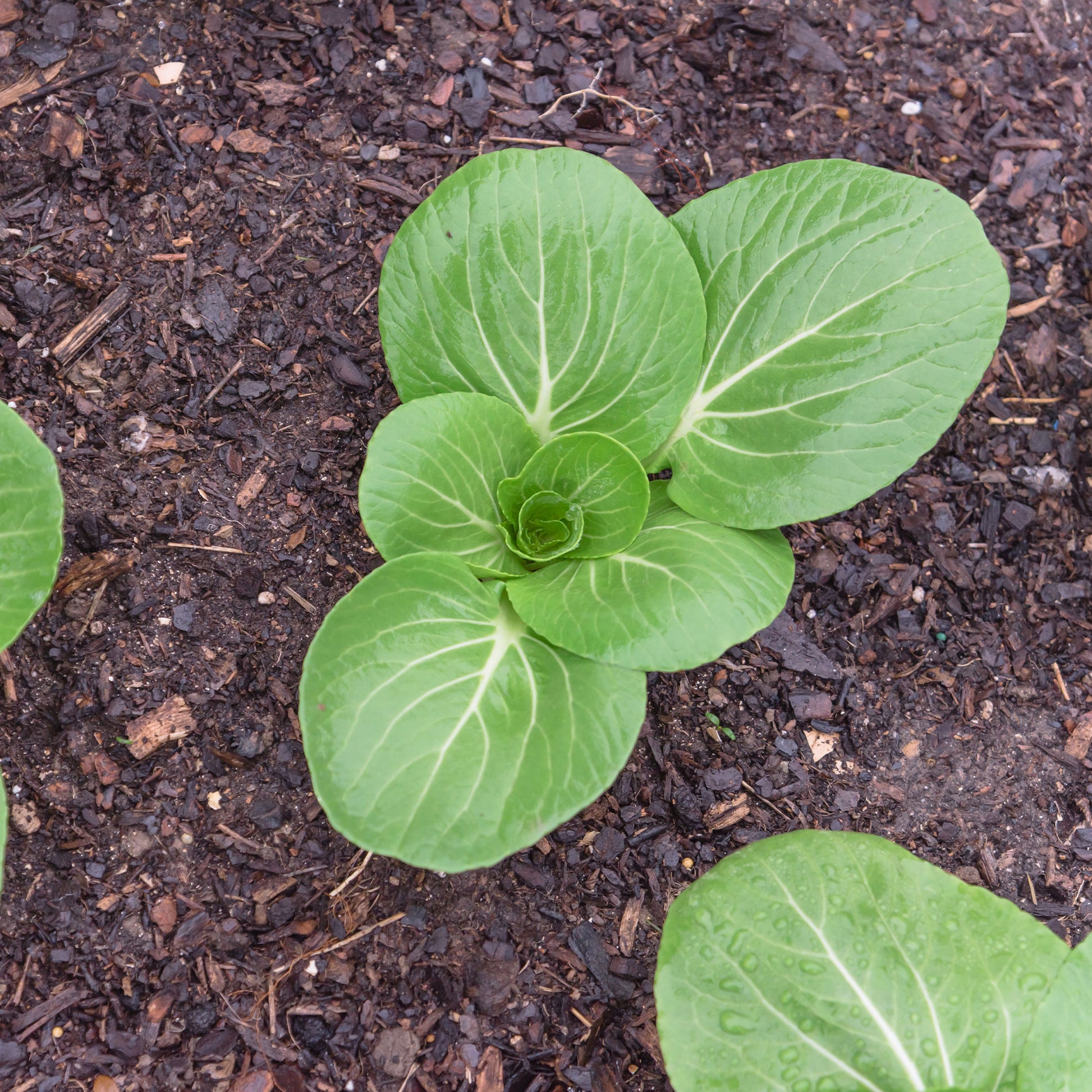 Pak Choi ‘Green Fortune’ F1 - Brassica campestris chinensis green fortune - Bakker