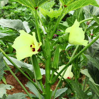 Samen für den Gemüsegarten - Okra - Abelmoschus esculentus
