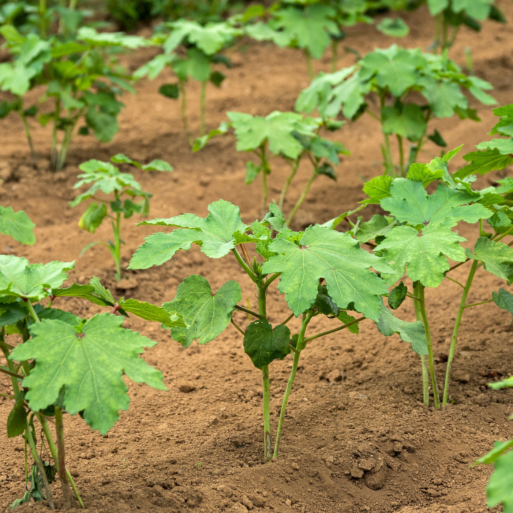 Verkauf Okra - Abelmoschus esculentus