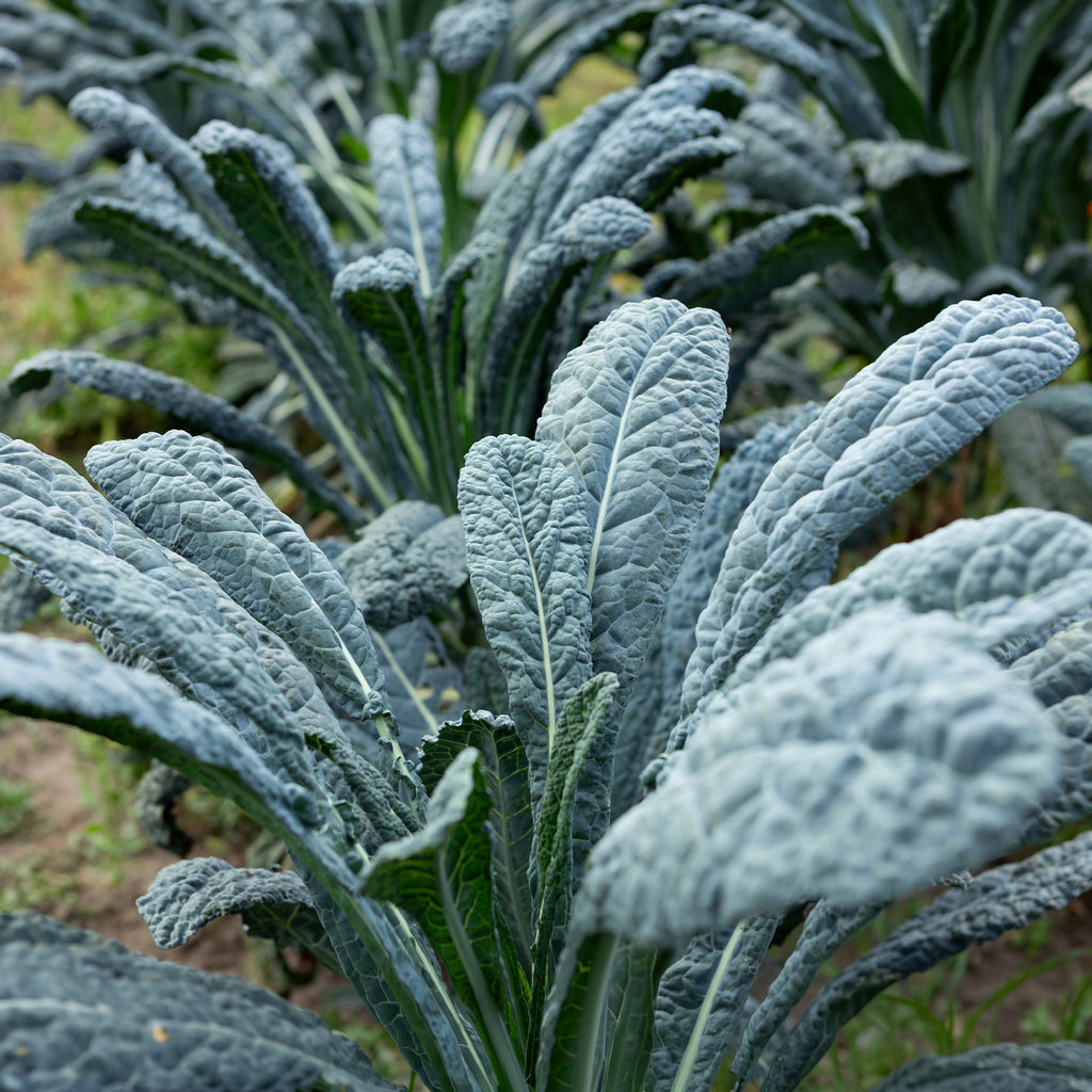 Saatgut Palmkohl 'Nero di Toscana' Bio - Brassica oleracea Nero di Toscana 