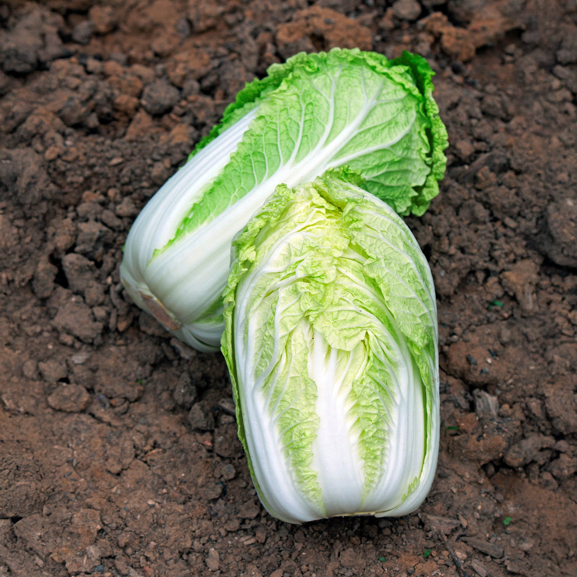 Chinakohl Spectrum F - Brassica pekinensis spectrum f1 - Bakker