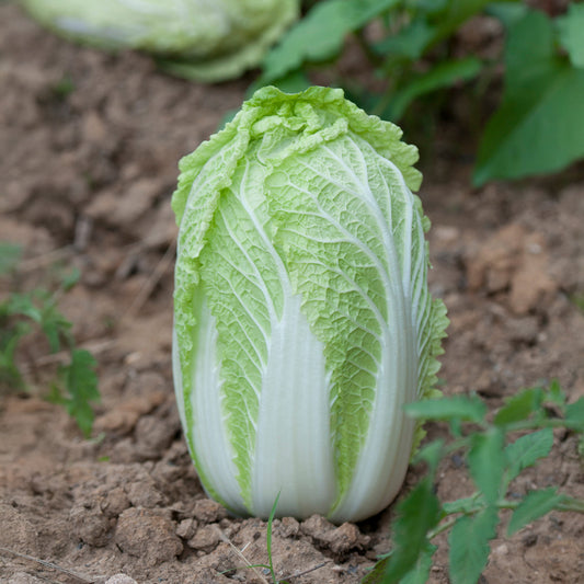 Chinakohl Spectrum F - Bakker