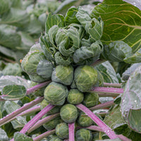 Rosenkohl Roodnerf - Brassica oleracea roodnerf - Bakker