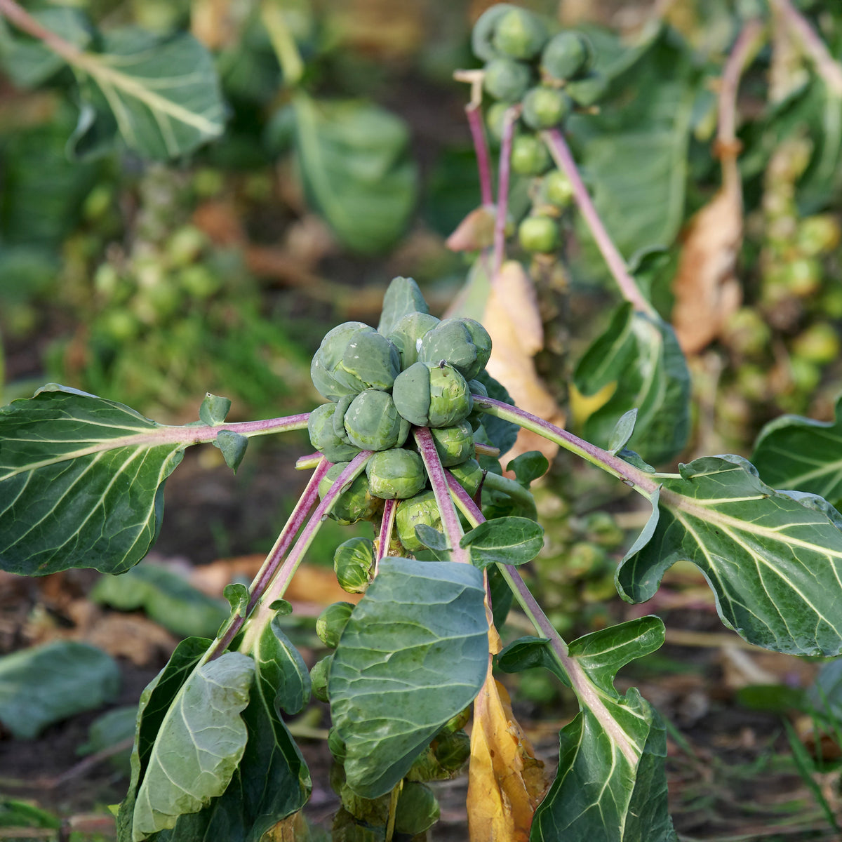 Rosenkohl Roodnerf - Bakker