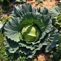 Weißkohl ‘De Brunswick’ - Brassica oleracea capitata de brunswick - Bakker