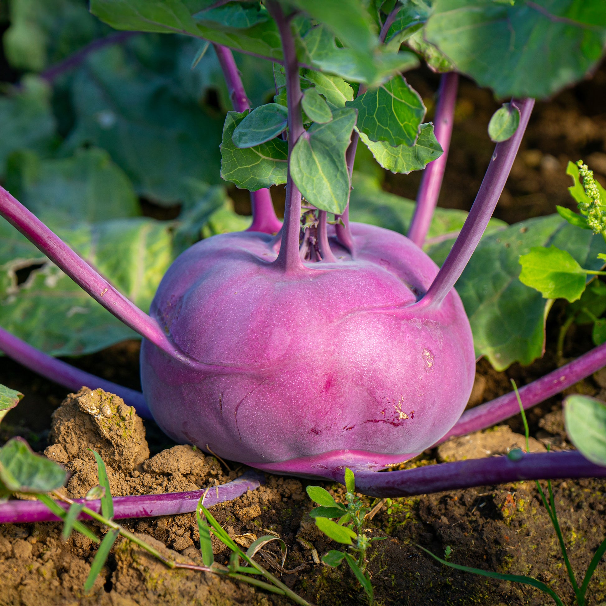 Violet kohlrabi Bio - Brassica oleracea blaro - Bakker