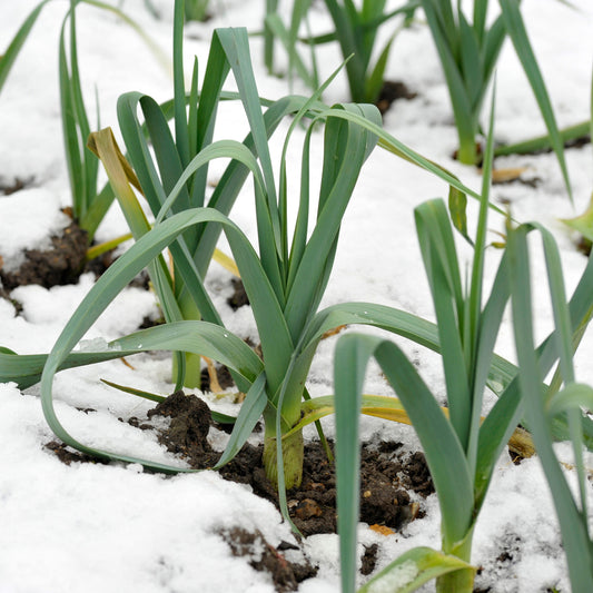 Porree ‘Farinto’ (Blau d’hiver)