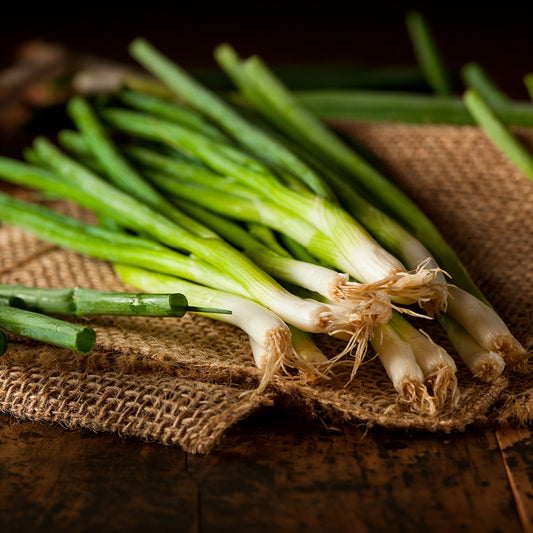 Frühlingszwiebel Ishikura Long White - Bakker