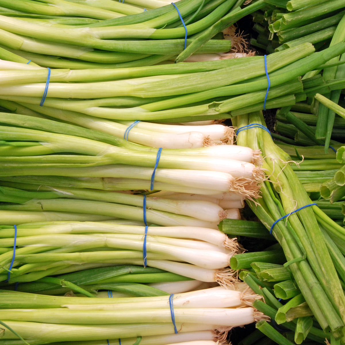 Verkauf Frühlingszwiebel Ishikura Long White - Allium fistulosum ishikura long white
