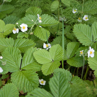 Fragaria vesca ruegen - Walderdbeere ‘Rügen’ - Andere Obst-Saatgüter