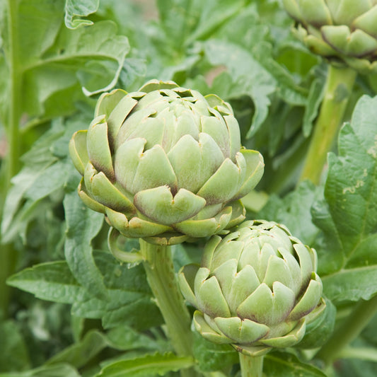 Artischocke Vert de Provence - Bakker