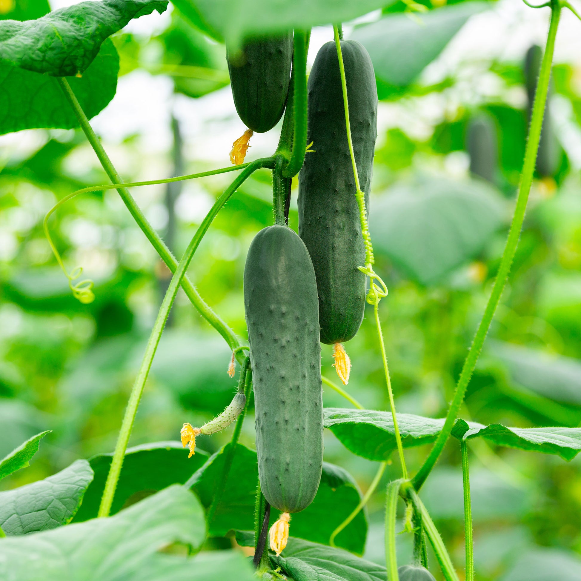 Saatgut Gurke Mini Broumana F1 - Cucumis sativus mini broumana f1