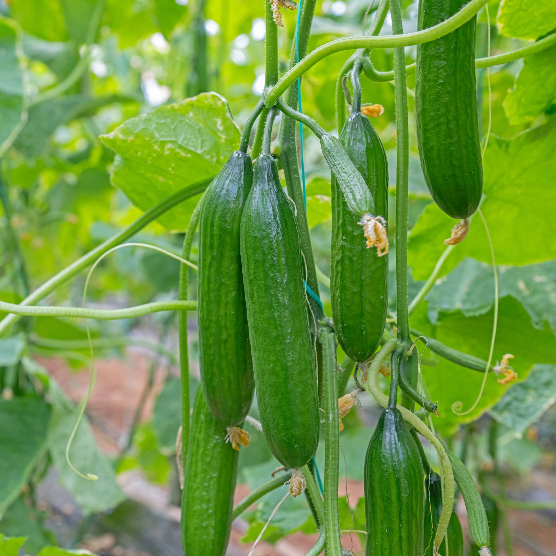 gurken kaktus Saatgut Gurke Mini Broumana F1 - Cucumis sativus mini broumana f1