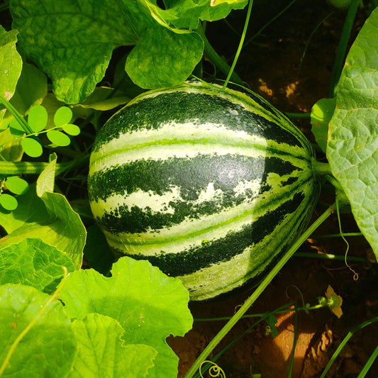 Ananas-Melone ‘Oranje Ananas’ - Bakker