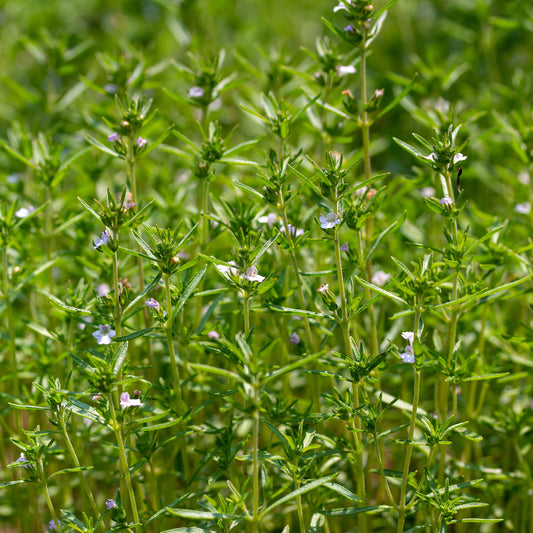 Gewöhnliches Bohnenkraut Bio - Bakker