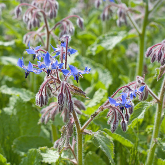 Borretsch blau, weiß - Bakker