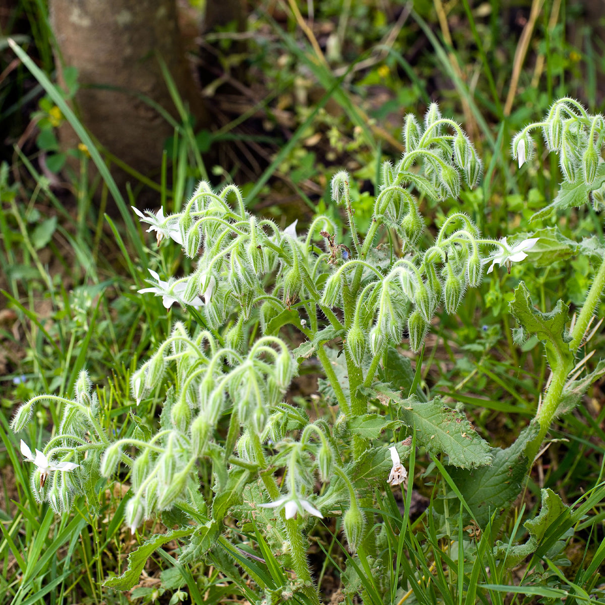 Borretsch blau, weiß - Borago officinalis - Bakker