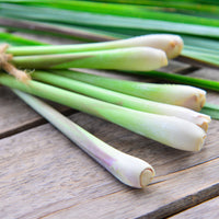 Cymbopogon flexuosus - Zitronengras - Kräutersamen