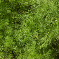 Dill Bouquet Compatto - Anethum graveolens compatto - Bakker