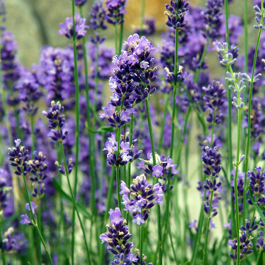 Lavendel Bio - Bakker