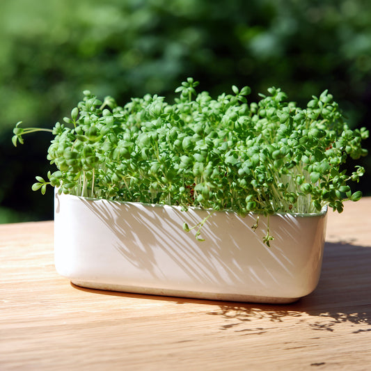 Gartenkresse Bio - Bakker