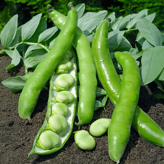 Verbesserte Bohne Driemaal Wit - Bakker