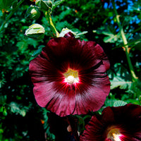 Alcea rosea var. nigra - Stockrose Jet Black - Samen für Blumenbeete und -ränder