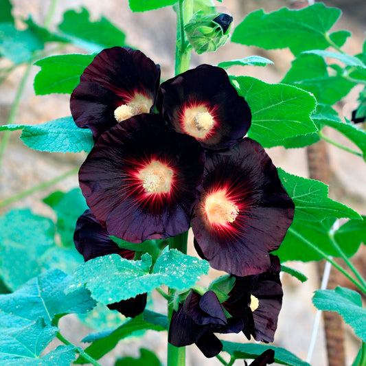 Stockrose Jet Black