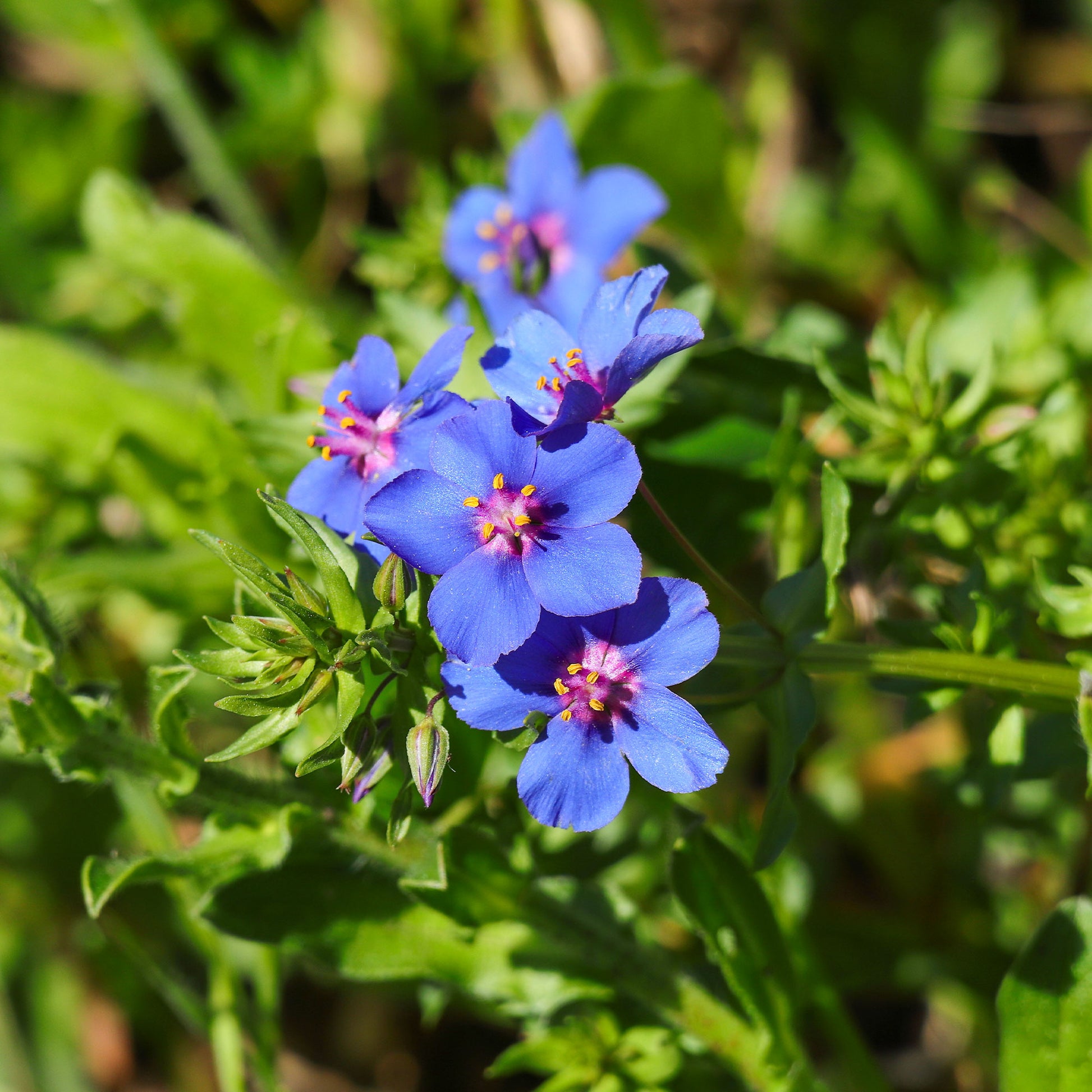 Saatgut Blauer Gauchheil 'Blue Moon' - Anagallis monelli ssp linifolia