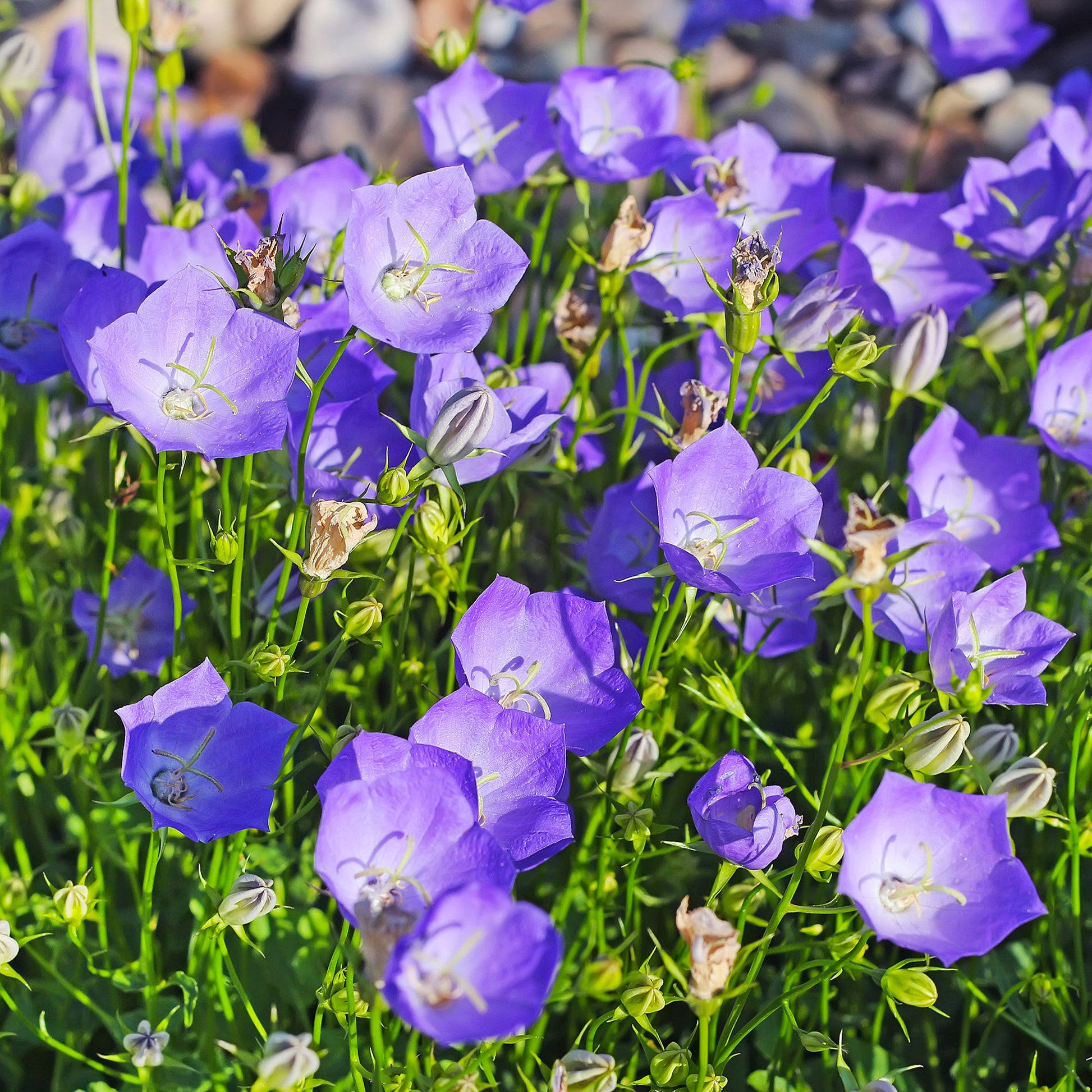 Saatgut Blaue Karpaten-Glockenblume - Campanula carpatica