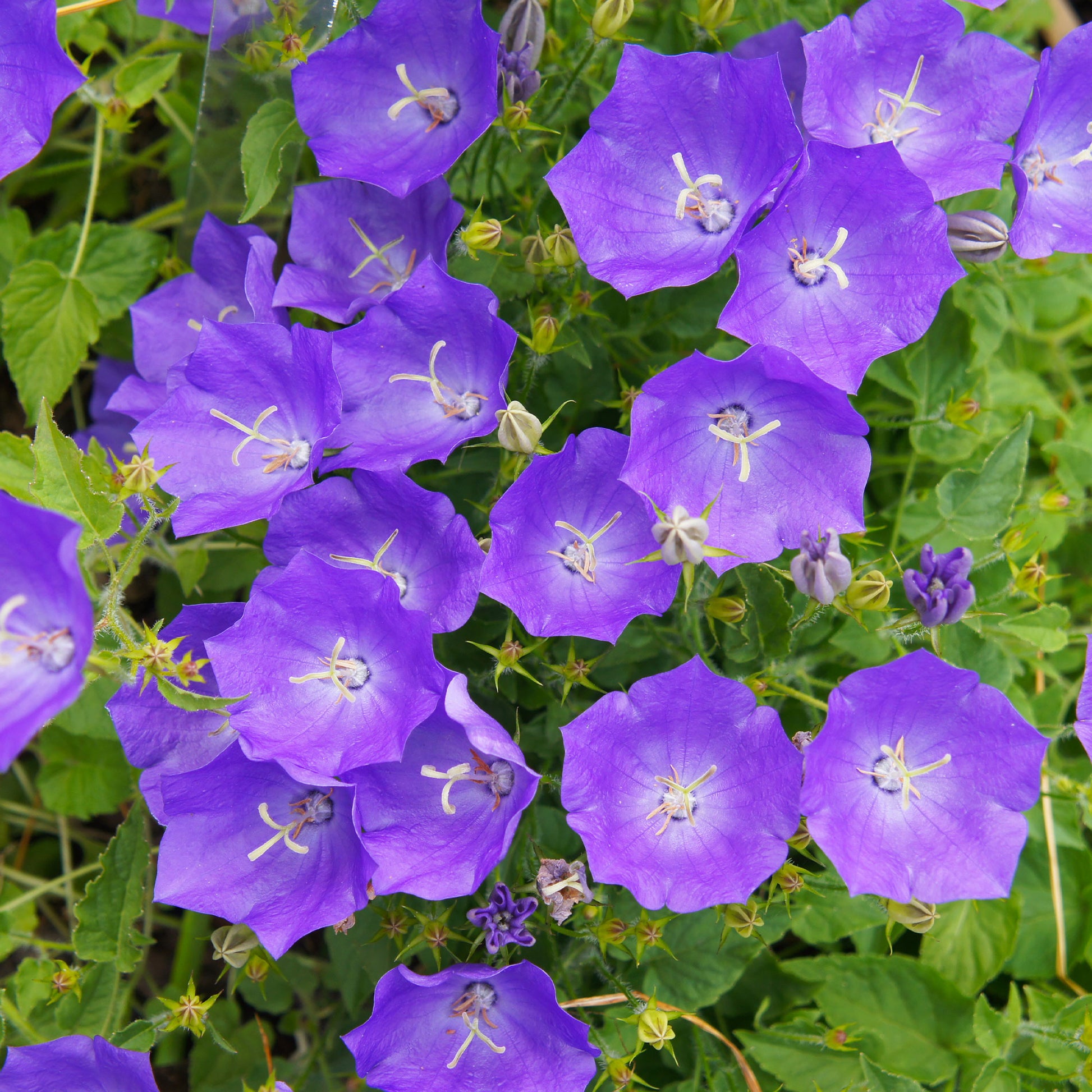 Blaue Karpaten-Glockenblume - Bakker