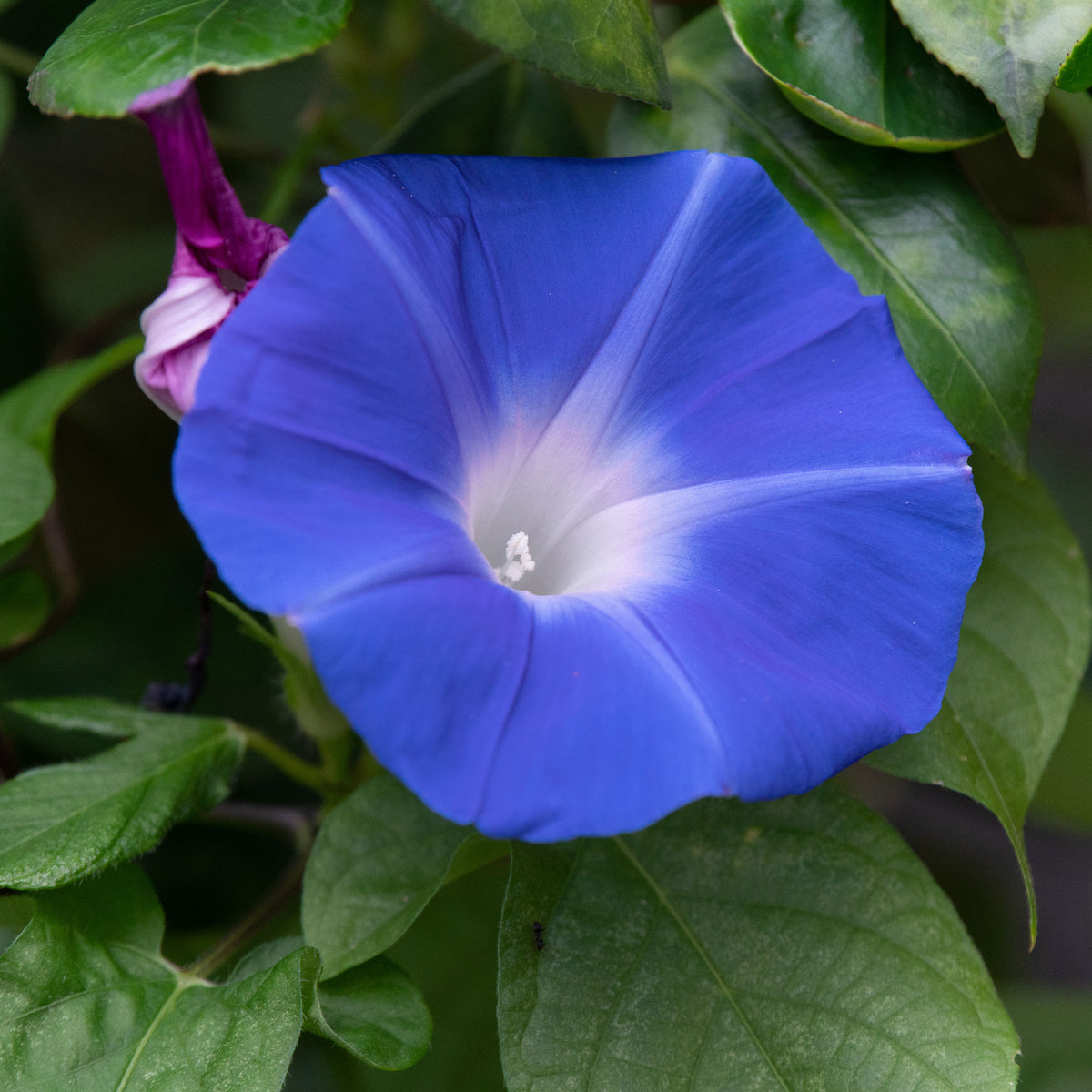 Samen für einjährige Blumen - Blaue Prunkwinde Heavenly Blue - Ipomoea tricolor heavenly blue