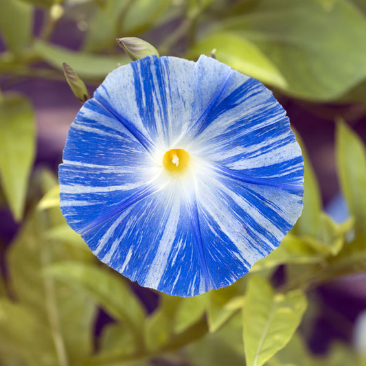 Prunkwinde Flying Saucer - Bakker