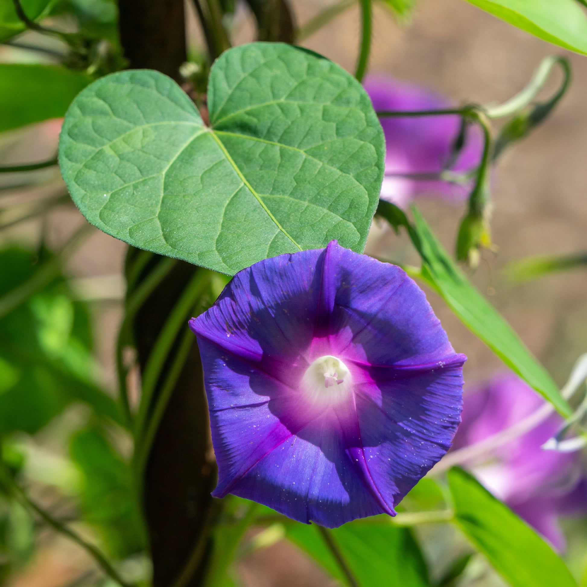 Ipomoea nil - Prunkwinde ‘Grandpa Ott’ - Samen für einjährige Blumen