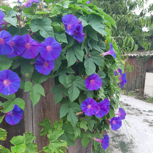 Prunkwinde ‘Grandpa Ott’ - Bakker