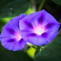 Prunkwinde ‘Grandpa Ott’ - Ipomoea nil - Bakker