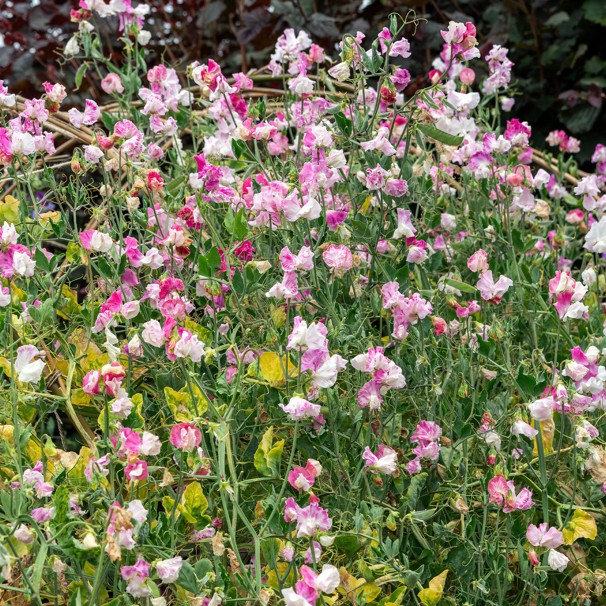 Duftwicke ‘Painted Lady 1937’ - Lathyrus odoratus grandiflorus painted lady 1937 - Bakker