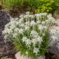 Edelweiß - Leontopodium alpinum - Bakker