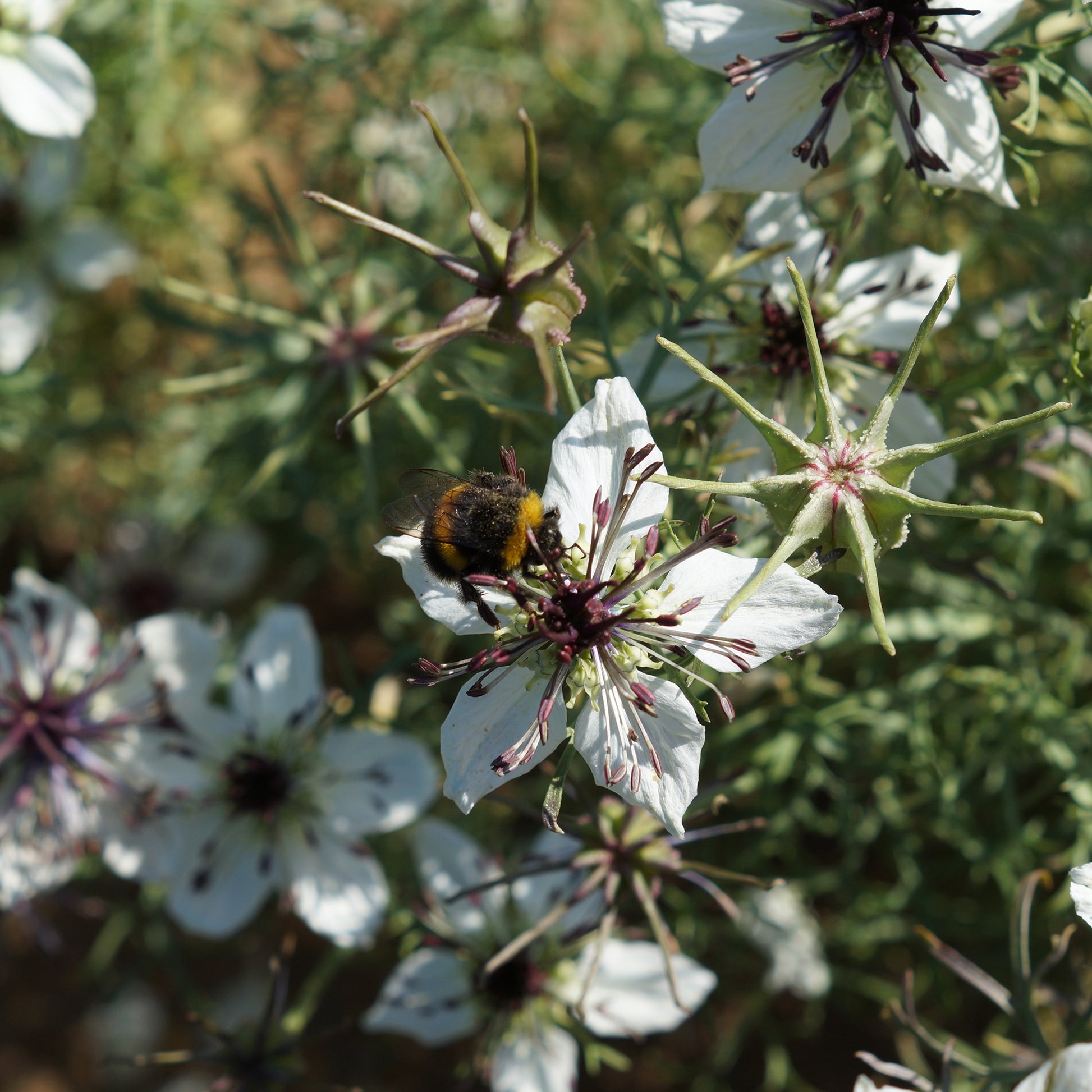 Nigella papillosa - Spanische Nigella African Bride - Blumensamen
