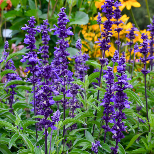 Mehlsalbei ‘Blue Plus’ - Bakker