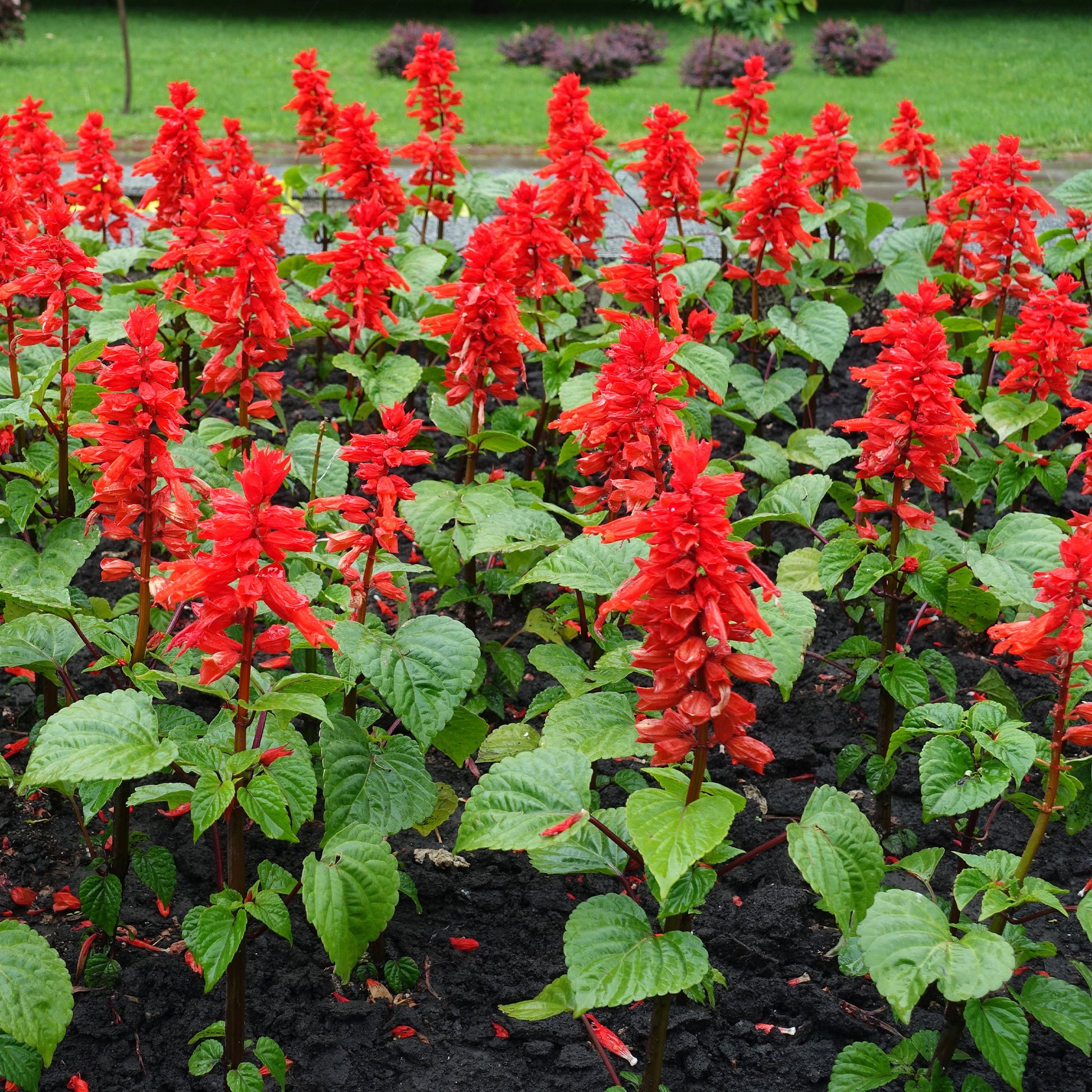salbei saatgut Saatgut Pracht-Salbei 'Feu de St. Jean' - Salvia splendens