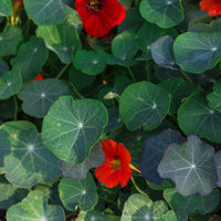 Zwergkapuzinerkresse Empress of India rot - Bakker