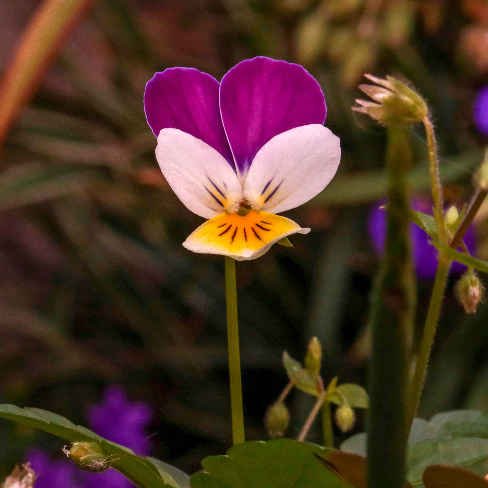 Saatgut Hornveilchen Helen Mount - Viola cornuta helen mount