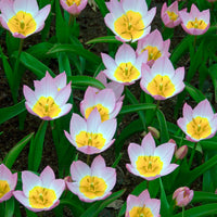 Verkauf Wildtulpen bakeri Lilac Wonder (x10) - Tulipa lilac wonder