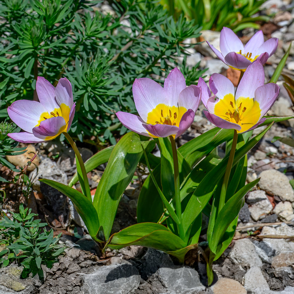 Wildtulpen bakeri Lilac Wonder (x10) - Bakker