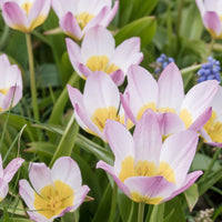 Tulipa lilac wonder - Wildtulpen bakeri Lilac Wonder (x10) - Tulpen-Zwiebeln