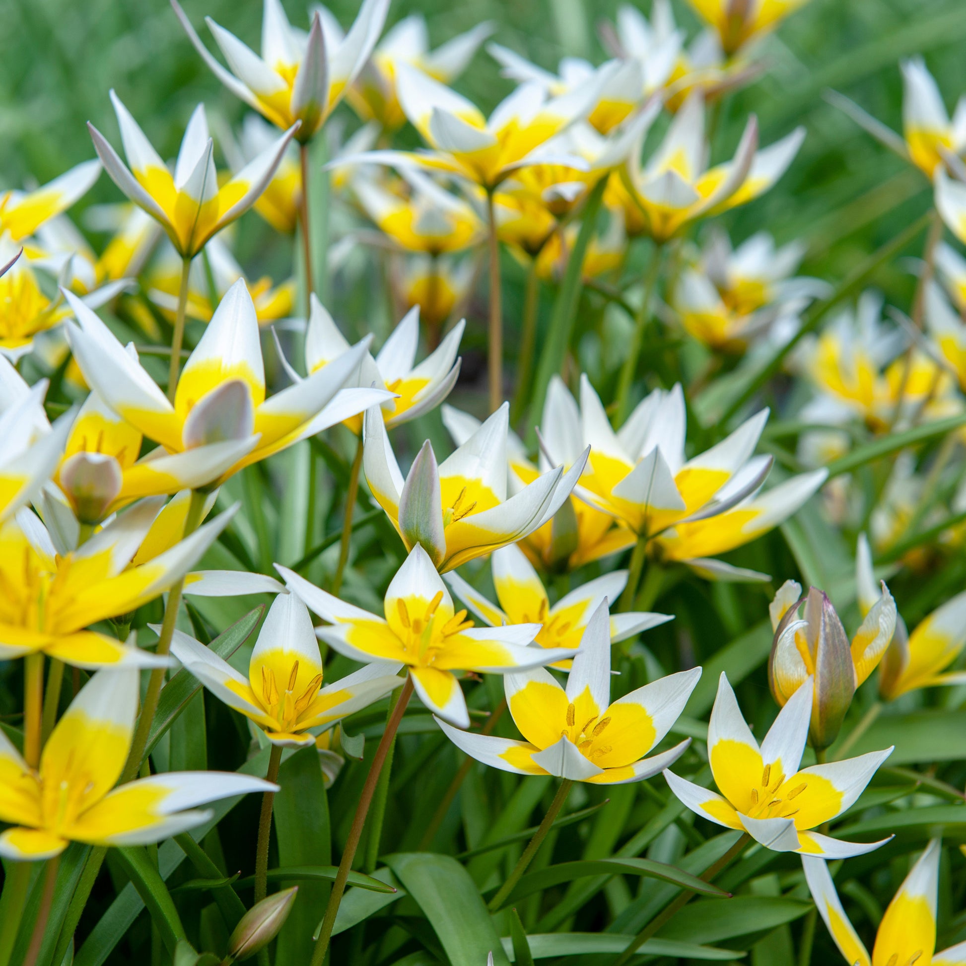 Verkauf Wildtulpen Tarda (x10) - Tulipa tarda