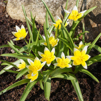 Wildtulpen Tarda (x10) - Tulipa tarda - Bakker